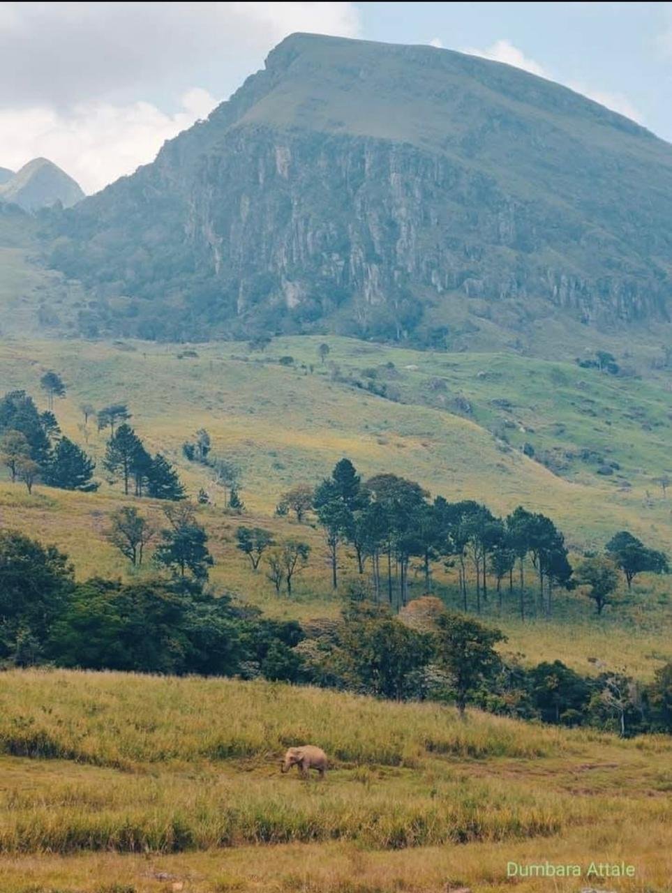 Shenaya Plantation - WhatsApp Image 2025 09 21 at 17.54.51 ba069de9